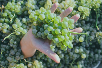 hand holding grapes