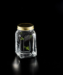 Small green plants in glass jar at black background, studio photography