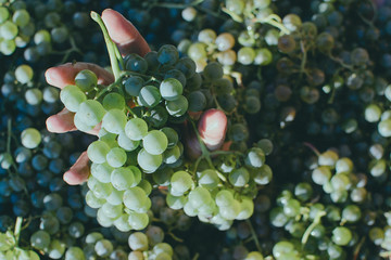 hand holding grapes