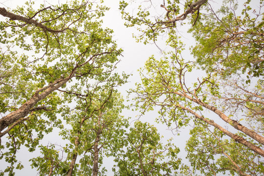Fresh green forest and sunlight through green tree - Low Angle View..