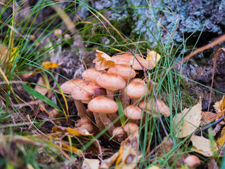 Mushrooms near the tree. Autumn