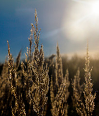 Fototapeta premium Dry stems of yellowed cereals with dew drops