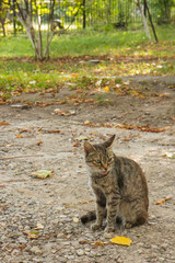 Obraz premium Multicolored stray cat sitting on the natural background 