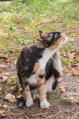 Multicolored stray cat sitting on the natural background 