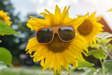 Sunflower with glasses on the field