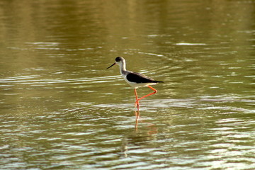 Young Heron in lake in wildlife reserve