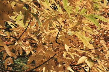 Yellowed foliage on a sunny day