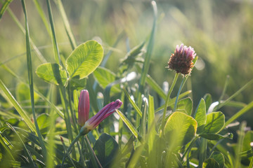 Flowers in the Grass