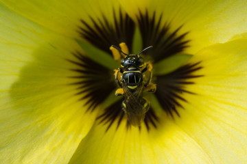 Bee collecting pollen on yellow flower