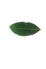 Obraz premium green leaf isolated on white background