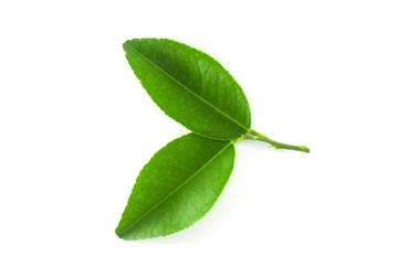 Fototapeta premium Isolated leaves on the white background. it is Beauty.