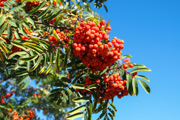 Vogelbeere, Sorbus aucuparia