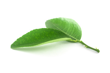 Fototapeta premium Isolated leaves on the white background. it is Beauty.
