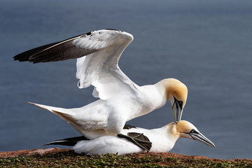 Gannets mating on the cliffs of the German North Sea island Helgoland - Morus bassanus - Location:...
