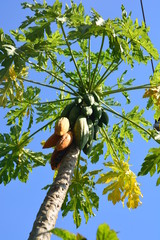 papaya fruit on the tree in Papaya plantations
