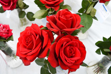 This is very beautifal photo was clicked  on the occassion of Rose Festival. A rose is a woody perennial flowering plant