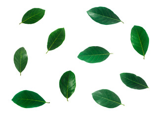 Isolated leaves on the white background. it is Beauty.