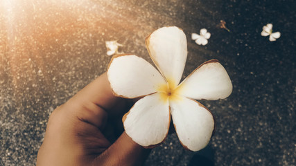 Flowers in the garden.