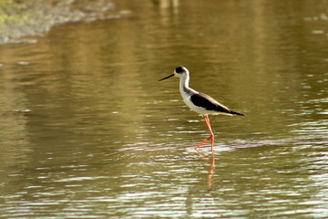 Young Heron in lake in wildlife reserve