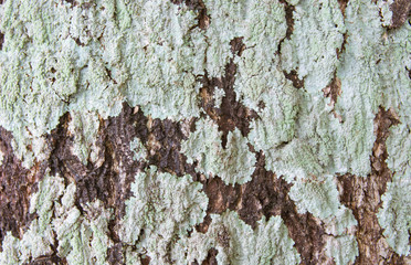 Close up of dry tree bark texture background.