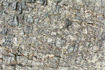 Close up of dry tree bark texture background.