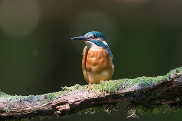 Eisvogel