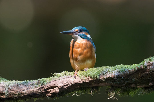 Eisvogel