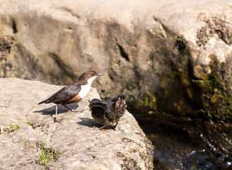 Dipper Feeding 