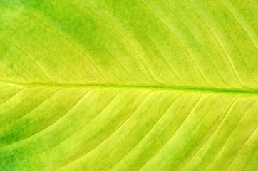 Green leaf background