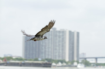 Pigeon flying with building in background