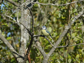 Blue tit (Cyanistes caeruleus)