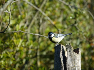 Great tit (Parus major)