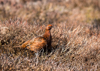Red Grouse