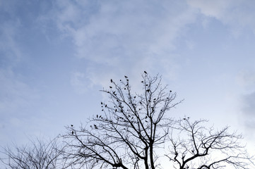 Fototapeta na wymiar crows in a leafless tree