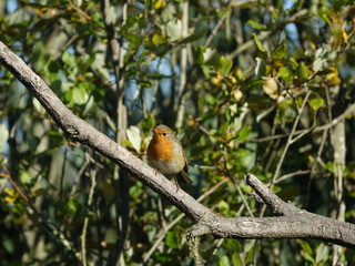 Robin (Erithacus rubecula)