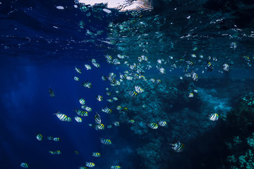 Sea world in underwater with school fish in ocean at coral reef