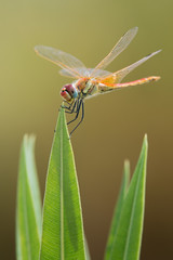 libellula su foglia di siepe