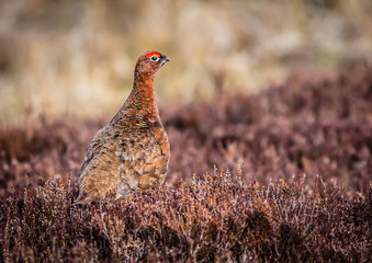 Red Grouse