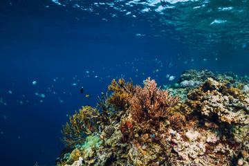 Fototapeta na wymiar Wild underwater world with corals and tropical fish.