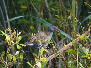 Water rail (Rallus aquaticus)