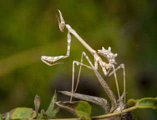 Empusa pennata nimph