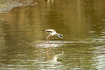 Young Heron in lake in wildlife reserve