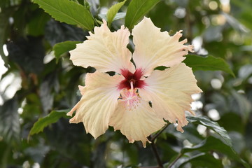 hibiscus