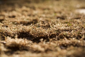 scorched brown grass in the summer