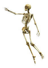 3D Rendering Human Skeleton on White