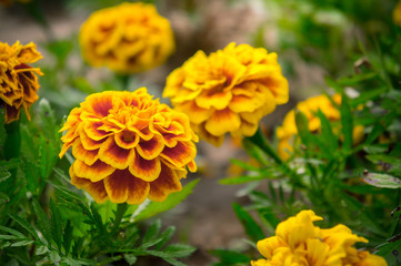 Marigold flowers in the garden on summer , yellow flowers ,beautiful flowers on summer in the nice day herb flowers