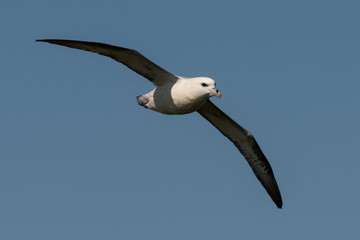 northern fulmar Fulmarus glacialis in Scotland, Great Britain