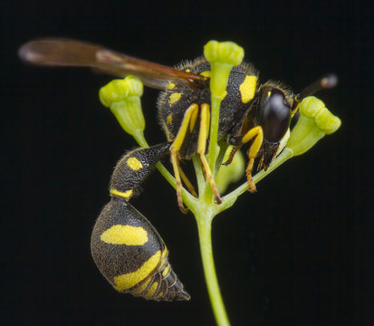 Eumenes sp wasp
