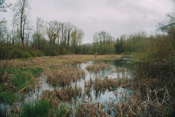 lake in the forest