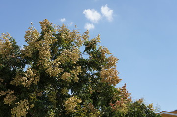 Árbol con hojas en otoño sobre cielo azul